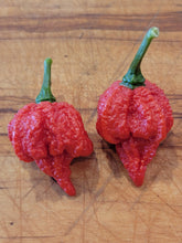 Load image into Gallery viewer, The Beast 10+ Isolated Seeds Capsicum Chinense