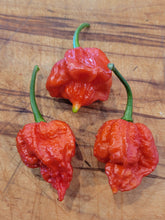 Load image into Gallery viewer, Purple Naga Vipor 10+ Isolated Seeds