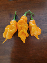 Load image into Gallery viewer, T Rex Orange 10+ Isolated seeds