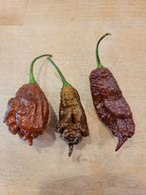 Load image into Gallery viewer, T-Rex Chocolate, Prehistoric Super Hot pepper close-up, hot pepper seeds grown in Nebraska