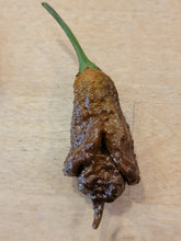 Load image into Gallery viewer, T-Rex Chocolate, Prehistoric Super Hot pepper harvest, isolated pepper seeds for sale