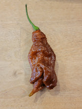 Load image into Gallery viewer, T-Rex Chocolate, Prehistoric Super Hot pepper pods, isolated seeds by Atomic Pepper Seeds