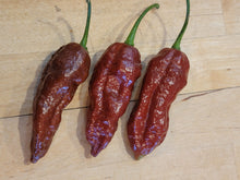 Load image into Gallery viewer, Chocolate Fatalii, Smoky Citrus Heat pepper pods, isolated seeds by Atomic Pepper Seeds