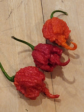 Load image into Gallery viewer, Hurtberry 10+ Isolated seeds