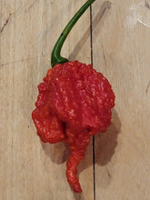 Load image into Gallery viewer, Hurtberry 10+ Isolated seeds