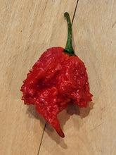 Load image into Gallery viewer, Hurtberry 10+ Isolated seeds