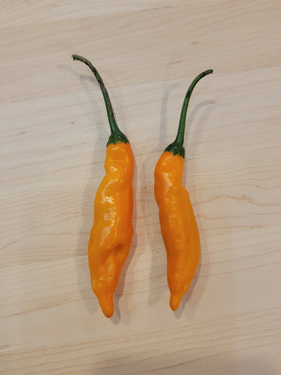 Aji Mango 10+ Isolated Seeds – atomicpepperseeds