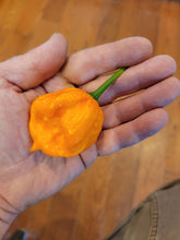 Load image into Gallery viewer, Freeport Orange Scotch Bonnet 10+ Isolated Seeds