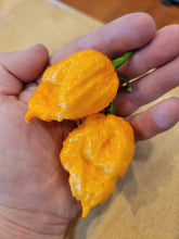 Load image into Gallery viewer, Freeport Orange Scotch Bonnet 10+ Isolated Seeds