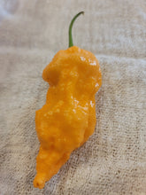 Load image into Gallery viewer, Jays Peach Ghost Scorpion 10+ Isolated seeds