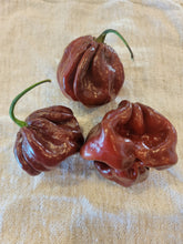 Load image into Gallery viewer, Chocolate Scotch Bonnet 10+ Isolated Seeds