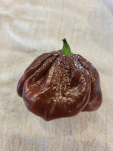 Load image into Gallery viewer, Chocolate Scotch Bonnet 10+ Isolated Seeds