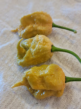 Load image into Gallery viewer, Golden reaper 10+ Isolated seeds Capsicum chinense
