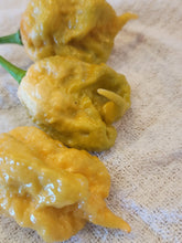 Load image into Gallery viewer, Golden reaper 10+ Isolated seeds Capsicum chinense