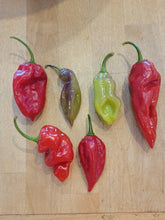 Load image into Gallery viewer, Purple Ghost Pepper 10+ Isolated seeds