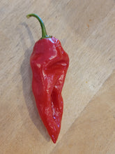 Load image into Gallery viewer, Purple Ghost Pepper 10+ Isolated seeds