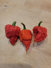 Load image into Gallery viewer, RB003 10+ isolated seeds