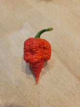 Load image into Gallery viewer, RB003 10+ isolated seeds