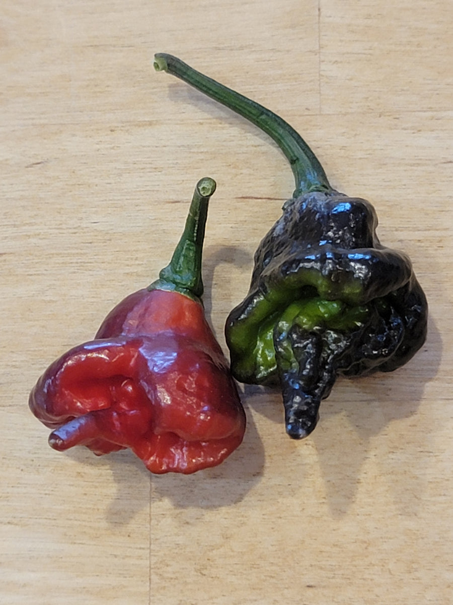 Grape of Wrath Pepper Seeds — Atomic Exclusive | $4.99