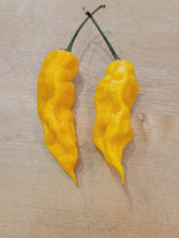 Load image into Gallery viewer, Atomics Yellow Painsicle 10+ isolated seeds