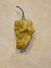 Load image into Gallery viewer, Bhut Orange Copenhagen Mustard, Tangy Ghost Variant pepper harvest, isolated pepper seeds for sale