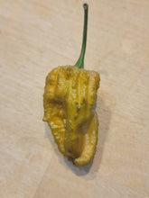Load image into Gallery viewer, Bhut Orange Copenhagen Mustard, Tangy Ghost Variant pepper close-up, superhot pepper seeds grown in Nebraska