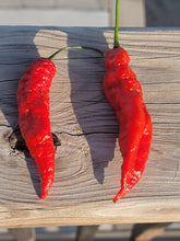 Load image into Gallery viewer, Atomics Red Painsicle 10+ isolated seeds.