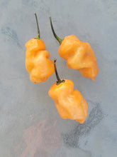 Load image into Gallery viewer, Atomics Orange Helly Beans 10+ isolated seeds.