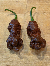 Load image into Gallery viewer, Chocolate Killer Beez pepper pods, extreme super hot chocolate pepper grown by Atomic Pepper Seeds