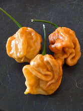 Load image into Gallery viewer, Peach Purple Ghost Scorpion pepper pods, wrinkled fruity super hot grown by Atomic Pepper Seeds