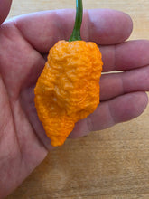 Load image into Gallery viewer, Fried Chicken pepper close-up showing deep blistered skin, superhot from Atomic Pepper Seeds