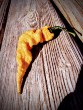 Load image into Gallery viewer, Atomics Peach Painsicle 10+ isolated seeds.