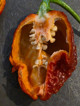 Load image into Gallery viewer, Chocolate Hellboy pepper cross section showing golden orange interior and heavy placenta with seeds