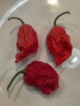 Load image into Gallery viewer, Red Deadpool pepper harvest showing blistered red pods, grown in Nebraska by Atomic Pepper Seeds