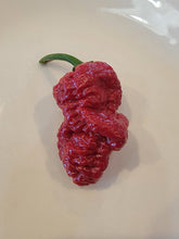 Load image into Gallery viewer, Atomics Red Banshee 10+ Isolated seeds