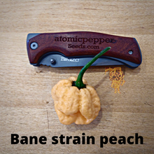 Load image into Gallery viewer, Bane strain peach 10+ Isolated seeds Capsicum chinense
