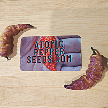 Load image into Gallery viewer, Thor's Thunderbolt, Electrifying Super Hot pepper pods, isolated seeds by Atomic Pepper Seeds