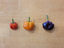 Load image into Gallery viewer, Purple Pumpkin 10+ Isolated seeds