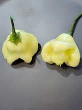 Load image into Gallery viewer, Aji Fantasy 10+ Isolated seeds