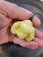 Load image into Gallery viewer, Aji Fantasy 10+ Isolated seeds