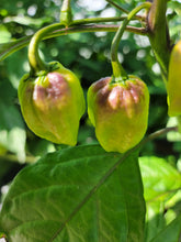 Load image into Gallery viewer, 7 Pot Purple, Stunning Color, Brutal Heat pepper pods, isolated seeds by Atomic Pepper Seeds