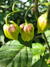 Load image into Gallery viewer, 7 Pot Purple, Stunning Color, Brutal Heat pepper close-up, superhot pepper seeds grown in Nebraska