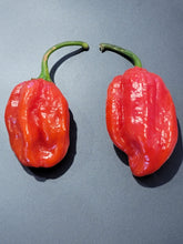 Load image into Gallery viewer, 7 Pot Purple, Stunning Color, Brutal Heat pepper harvest, isolated pepper seeds for sale