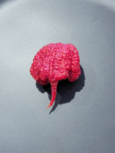 Load image into Gallery viewer, Zing 10+ Isolated Seeds Capsicum Chinense