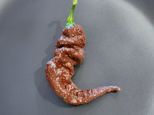 Load image into Gallery viewer, Chocolate Primotalii 10+ Isolated Seeds Capsicum Chinense