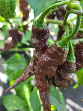 Load image into Gallery viewer, Chocolate Primotalii 10+ Isolated Seeds Capsicum Chinense