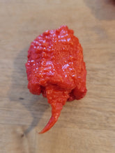 Load image into Gallery viewer, Dragons Breath 10+ Isolated Seeds