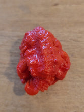 Load image into Gallery viewer, Dragons Breath 10+ Isolated Seeds