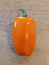 Load image into Gallery viewer, Orange Mini Sweet 10+ Isolated Seeds