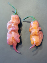 Load image into Gallery viewer, Jays Pink Ghost Scorpion 10+ Isolated Seeds